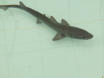 The smooth dogfish, a shark whose range includes the Atlantic Ocean off the eastern United States, could lose their ability to sense the smell of food if climate change if ocean acidification continues its current pace.  Credit: Danielle Dixson/Georgia Tech