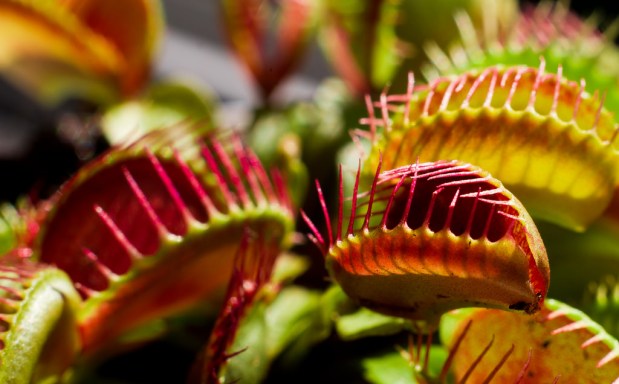 Inside the Mysterious World of Carnivorous Plants: Snap Traps (Part Three)